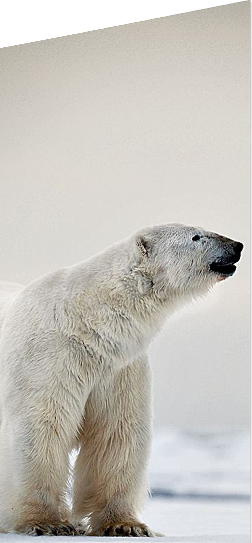 Animal